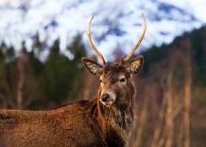 ecosse highlands - nicolas rottiers photographe paysage caen normandie