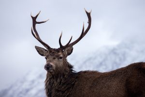 Ecosse Highlands Glencoe - Nicolas Rottiers Photographe Caen Normandie