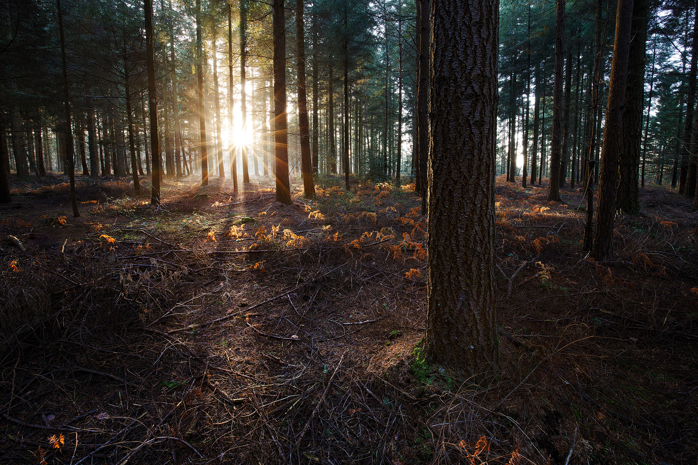 foret cinglais suisse normande - Nicolas Rottiers Photographe Caen Normandie