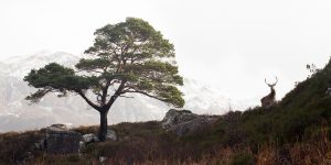 Ecosse - Nicolas Rottiers Photographe paysage Caen Normandie