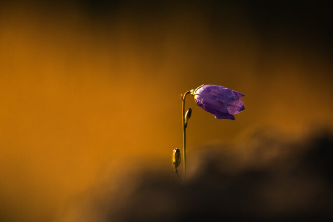Paysage Auvergne Puy-de-Dôme Sancy - Nicolas Rottiers photographe