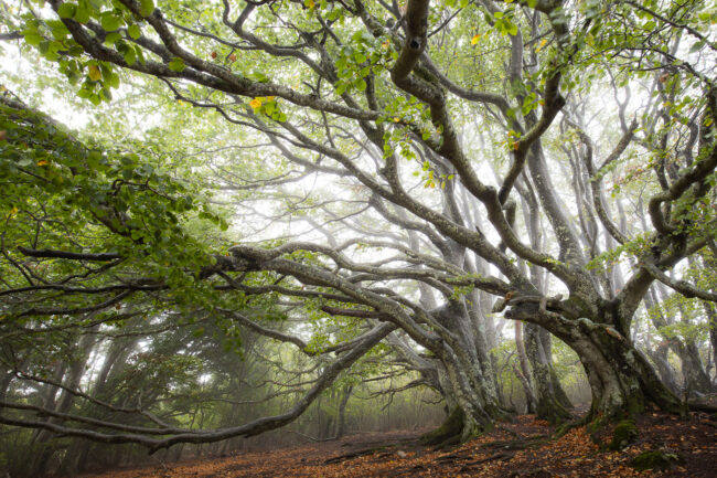 Paysage Auvergne Puy-de-Dôme Sancy - Nicolas Rottiers photographe