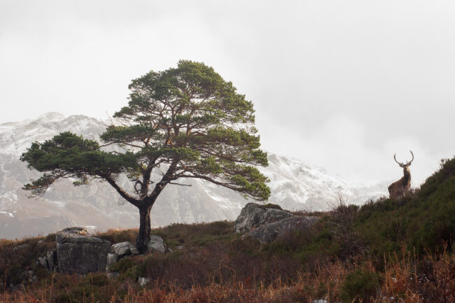 Paysage Ecosse - Nicolas Rottiers Photographe Normandie