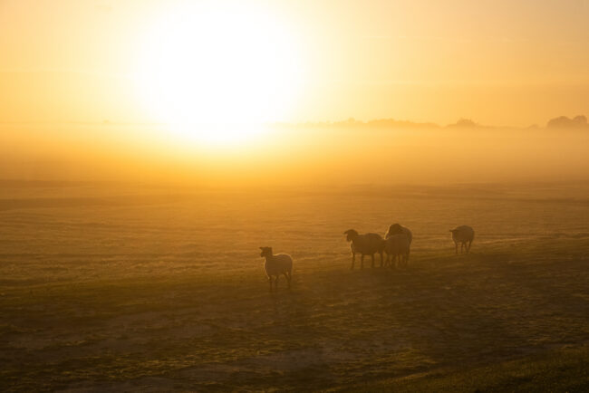 Paysage Normandie Mont-Saint-Michel - Nicolas Rottiers photographe