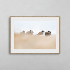 boutique-photo-art-nicolas-rottiers