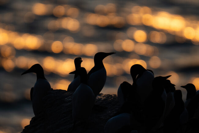 nicolas rottiers photographe calvados estrans de lumière