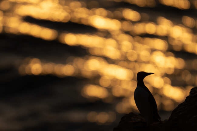 nicolas rottiers photographe calvados estrans de lumière