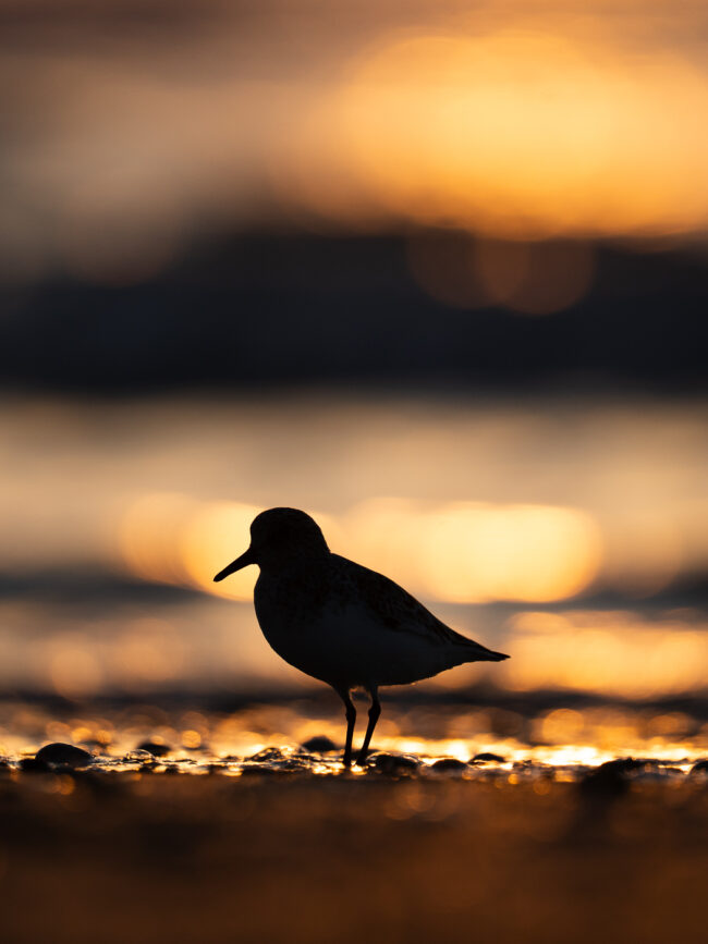 nicolas rottiers photographe calvados estrans de lumière
