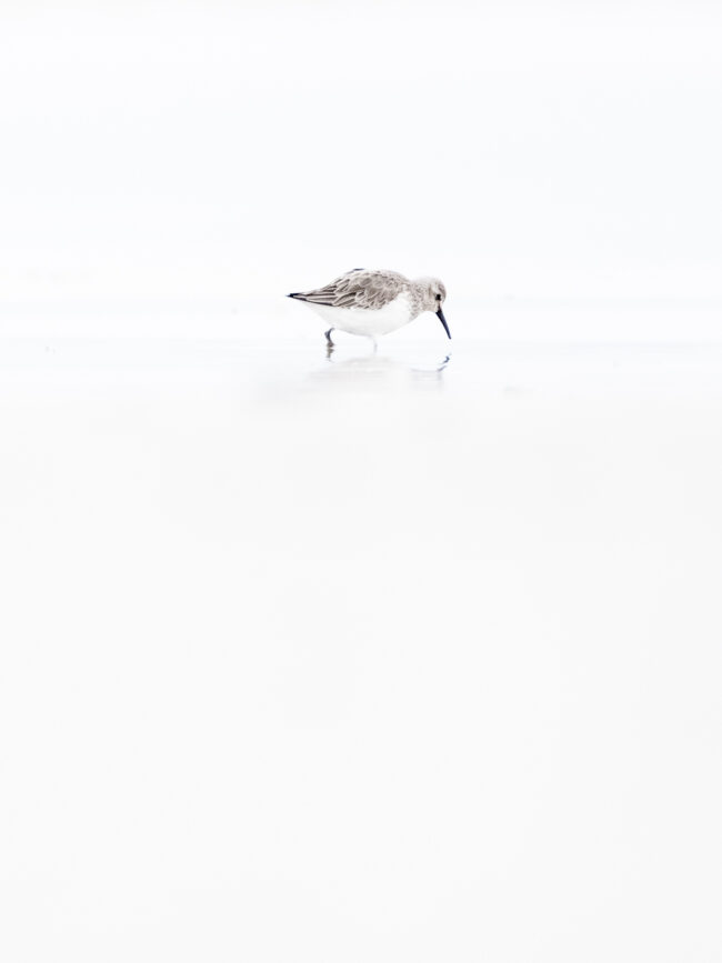 nicolas rottiers photographe calvados estrans de lumière